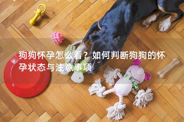 狗狗怀孕怎么看?如何判断狗狗的怀孕状态与注意事项 狗狗怀孕怎么看?如何判断狗狗的怀孕状态与注意事项