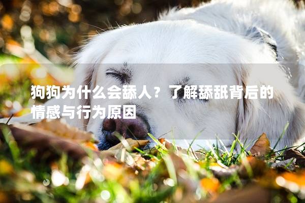 狗狗为什么会舔人？了解舔舐背后的情感与行为原因