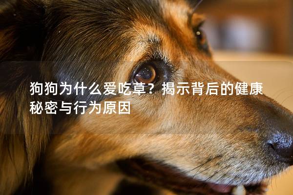 狗狗为什么爱吃草？揭示背后的健康秘密与行为原因