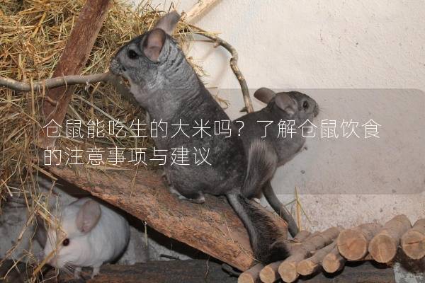 仓鼠能吃生的大米吗？了解仓鼠饮食的注意事项与建议