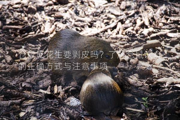 仓鼠吃花生要剥皮吗?了解仓鼠饮食的正确方式与注意事项 仓鼠吃花生要剥皮吗?了解仓鼠饮食的正确方式与注意事项