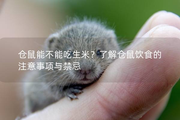 仓鼠能不能吃生米？了解仓鼠饮食的注意事项与禁忌