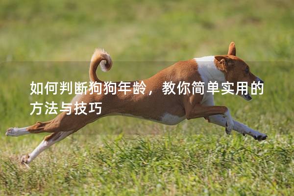 如何判断狗狗年龄,教你简单实用的方法与技巧 如何判断狗狗年龄,教你简单实用的方法与技巧
