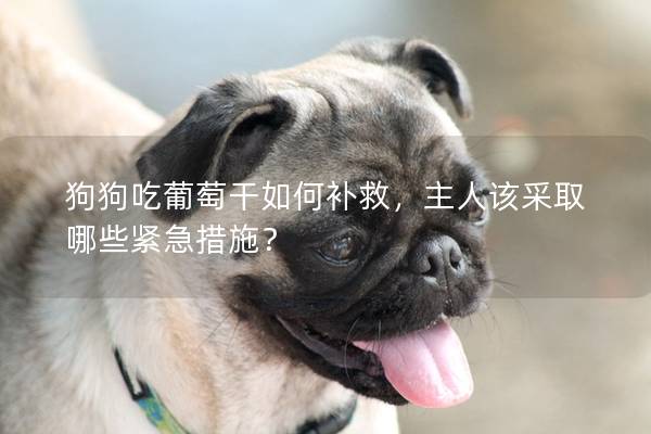狗狗吃葡萄干如何补救，主人该采取哪些紧急措施？