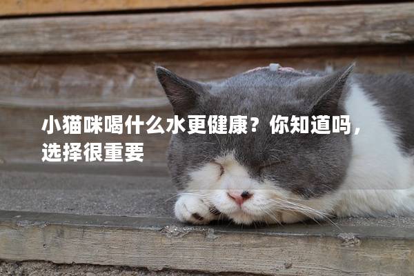 小猫咪喝什么水更健康？你知道吗，选择很重要