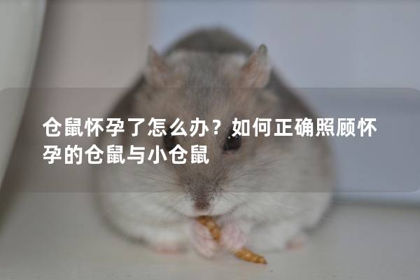 仓鼠怀孕了怎么办？如何正确照顾怀孕的仓鼠与小仓鼠
