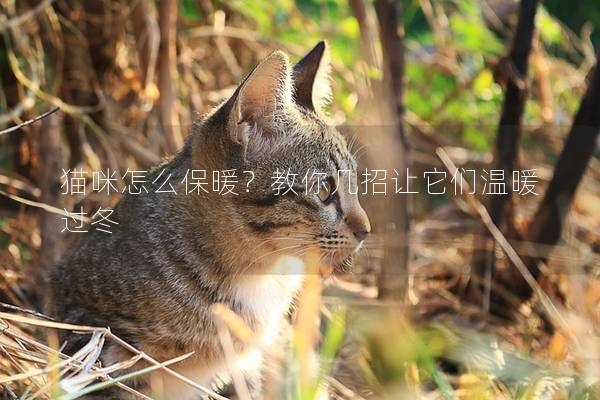 猫咪怎么保暖？教你几招让它们温暖过冬