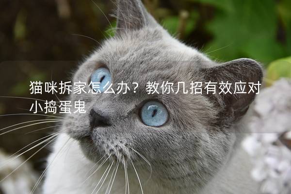 猫咪拆家怎么办?教你几招有效应对小捣蛋鬼 猫咪拆家怎么办?教你几招有效应对小捣蛋鬼