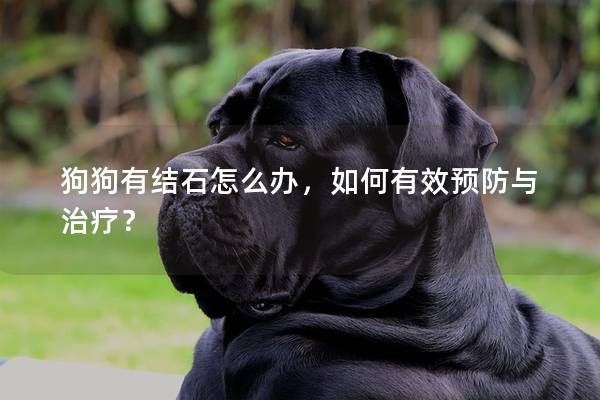 狗狗有结石怎么办，如何有效预防与治疗？