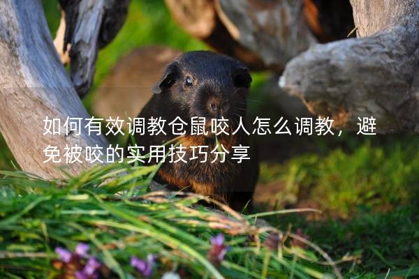 如何有效调教仓鼠咬人怎么调教，避免被咬的实用技巧分享