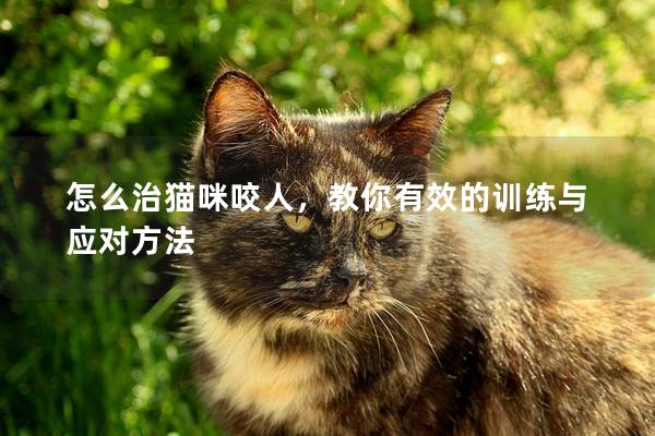 怎么治猫咪咬人，教你有效的训练与应对方法
