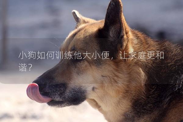 小狗如何训练他大小便，让家庭更和谐？
