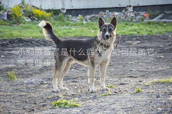 小狗感冒了是什么症状?如何帮助它恢复健康? 小狗感冒了是什么症状?如何帮助它恢复健康?