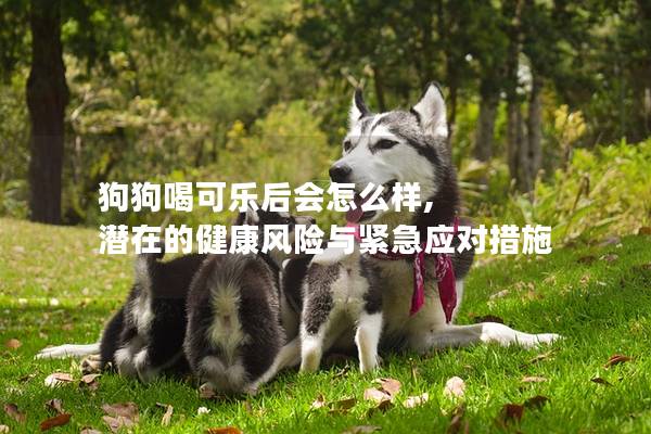 狗狗喝可乐后会怎么样, 潜在的健康风险与紧急应对措施