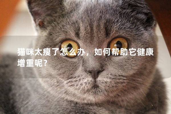 猫咪太瘦了怎么办，如何帮助它健康增重呢？