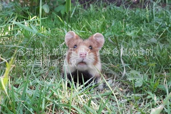 仓鼠能吃草莓干吗？了解仓鼠饮食的安全与健康知识