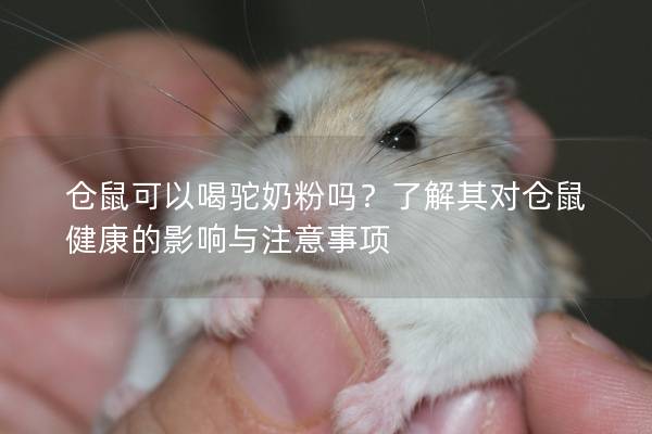 仓鼠可以喝驼奶粉吗？了解其对仓鼠健康的影响与注意事项