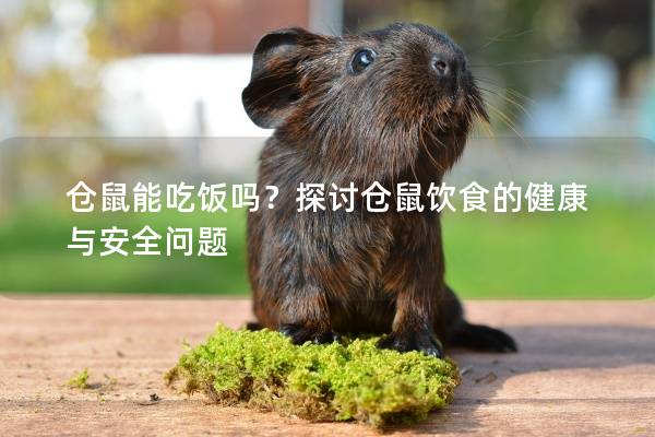 仓鼠能吃饭吗？探讨仓鼠饮食的健康与安全问题