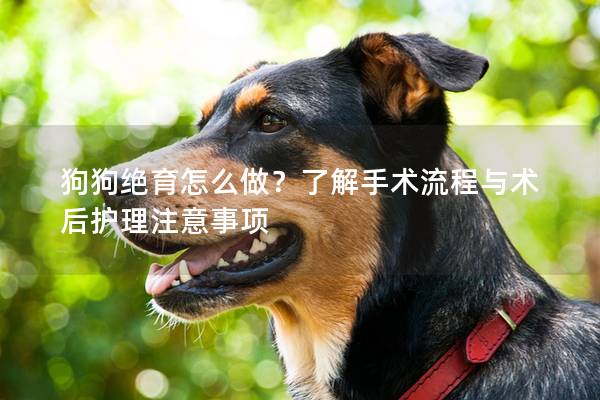 狗狗绝育怎么做？了解手术流程与术后护理注意事项