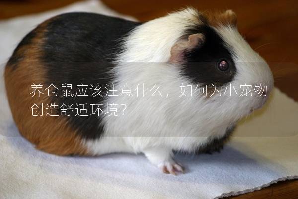 养仓鼠应该注意什么，如何为小宠物创造舒适环境？