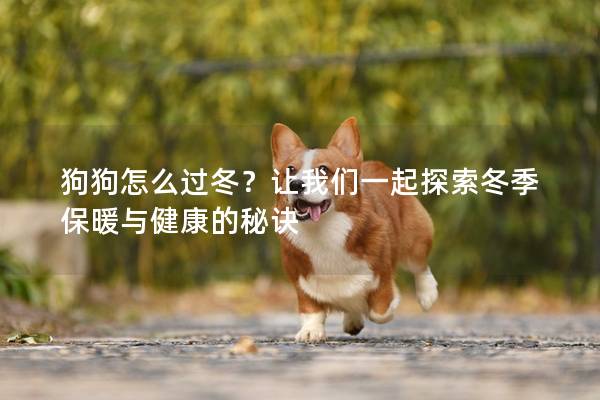 狗狗怎么过冬？让我们一起探索冬季保暖与健康的秘诀