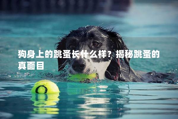 狗身上的跳蚤长什么样?揭秘跳蚤的真面目 狗身上的跳蚤长什么样?揭秘跳蚤的真面目
