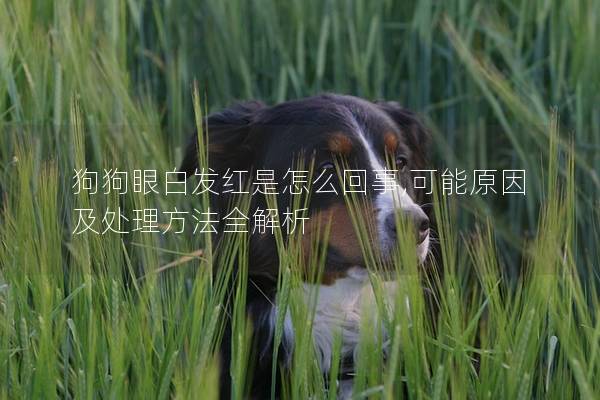 狗狗眼白发红是怎么回事,可能原因及处理方法全解析