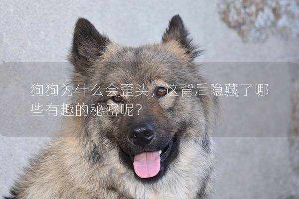 狗狗为什么会歪头,这背后隐藏了哪些有趣的秘密呢? 狗狗为什么会歪头,这背后隐藏了哪些有趣的秘密呢?