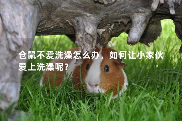 仓鼠不爱洗澡怎么办，如何让小家伙爱上洗澡呢？