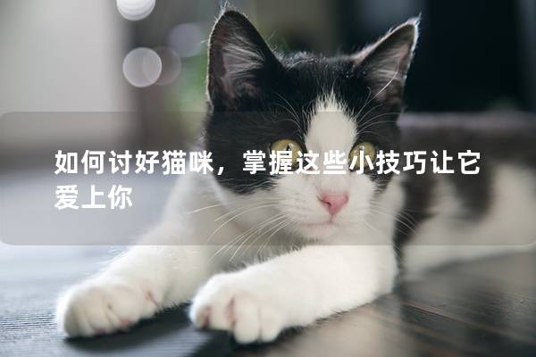 如何讨好猫咪，掌握这些小技巧让它爱上你