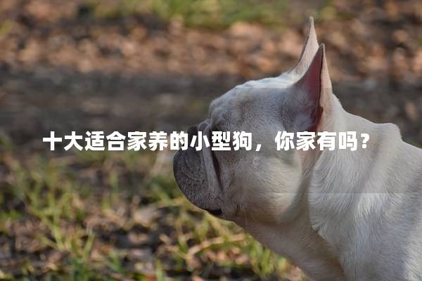 十大适合家养的小型狗,你家有吗? 十大适合家养的小型狗,你家有吗?