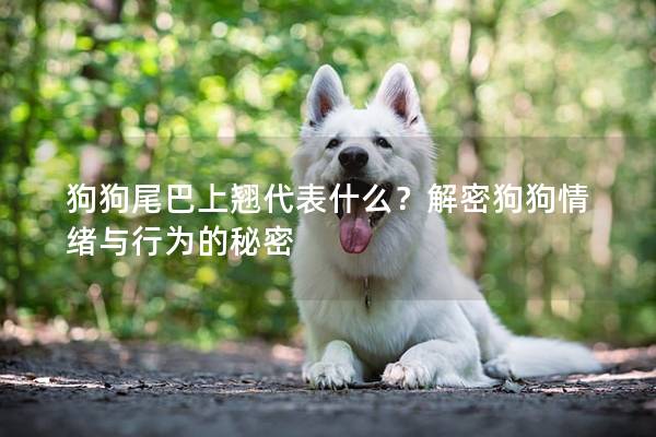 狗狗尾巴上翘代表什么？解密狗狗情绪与行为的秘密
