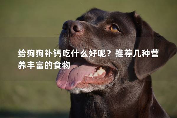 给狗狗补钙吃什么好呢？推荐几种营养丰富的食物