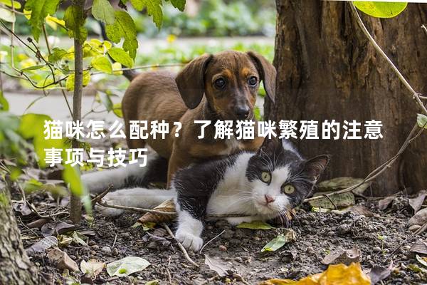 猫咪怎么配种？了解猫咪繁殖的注意事项与技巧