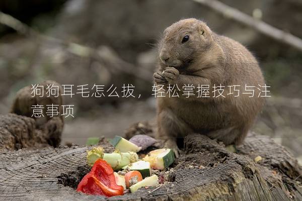 狗狗耳毛怎么拔，轻松掌握技巧与注意事项