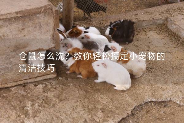 仓鼠怎么洗？教你轻松搞定小宠物的清洁技巧