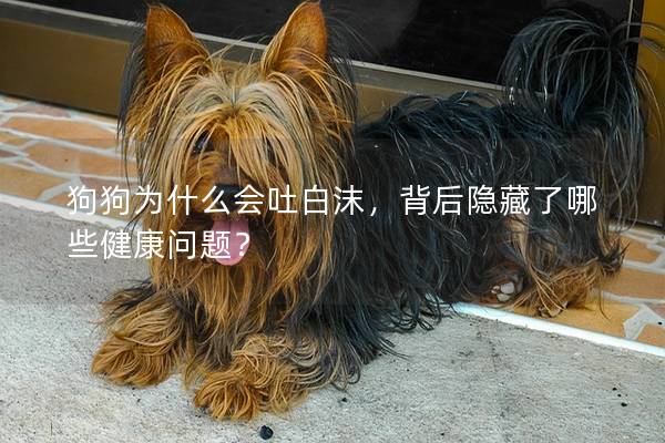 狗狗为什么会吐白沫，背后隐藏了哪些健康问题？