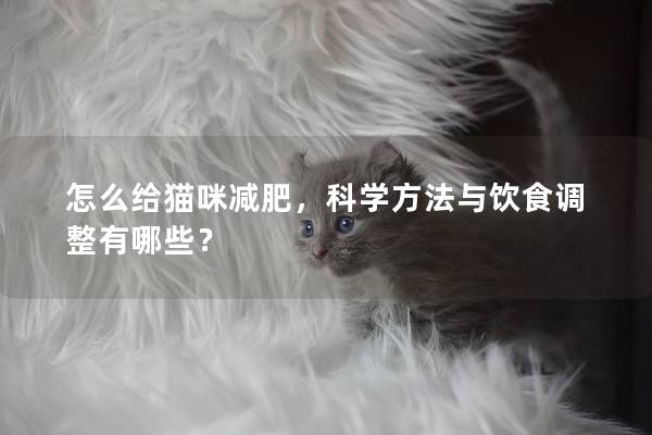 怎么给猫咪减肥,科学方法与饮食调整有哪些? 怎么给猫咪减肥,科学方法与饮食调整有哪些?
