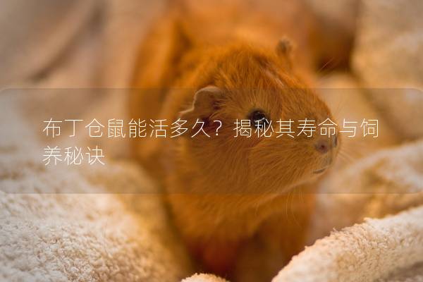 布丁仓鼠能活多久？揭秘其寿命与饲养秘诀