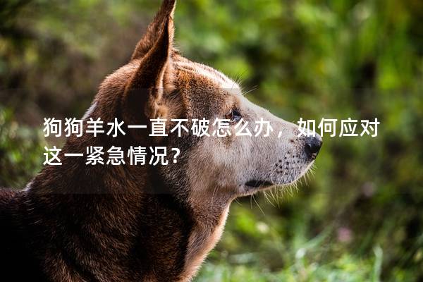 狗狗羊水一直不破怎么办，如何应对这一紧急情况？