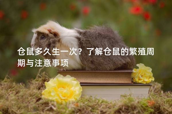 仓鼠多久生一次？了解仓鼠的繁殖周期与注意事项