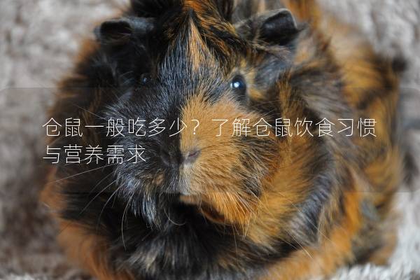 仓鼠一般吃多少？了解仓鼠饮食习惯与营养需求