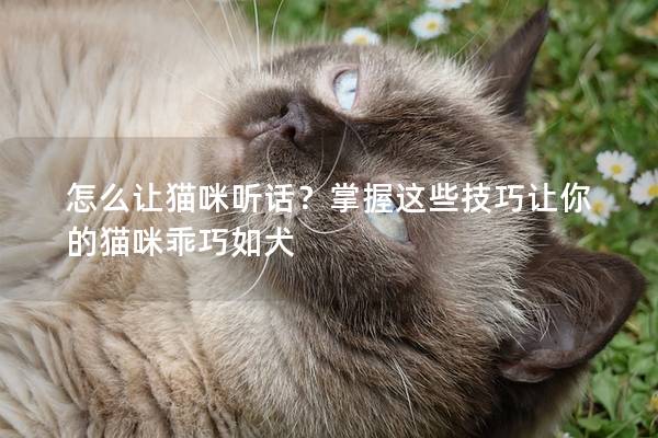 怎么让猫咪听话？掌握这些技巧让你的猫咪乖巧如犬