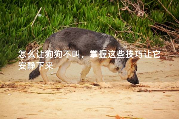 怎么让狗狗不叫，掌握这些技巧让它安静下来