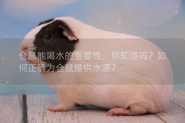 仓鼠能喝水的重要性，你知道吗？如何正确为仓鼠提供水源？