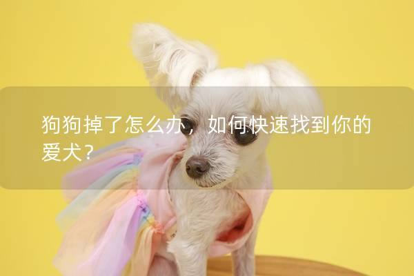 狗狗掉了怎么办，如何快速找到你的爱犬？