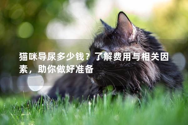 猫咪导尿多少钱？了解费用与相关因素，助你做好准备