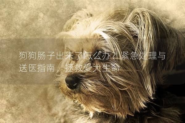狗狗肠子出来了怎么办？紧急处理与送医指南，拯救爱犬生命