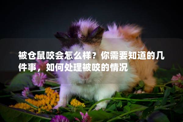 被仓鼠咬会怎么样？你需要知道的几件事，如何处理被咬的情况