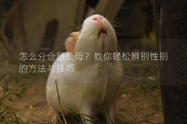 怎么分仓鼠公母?教你轻松辨别性别的方法与技巧 怎么分仓鼠公母?教你轻松辨别性别的方法与技巧